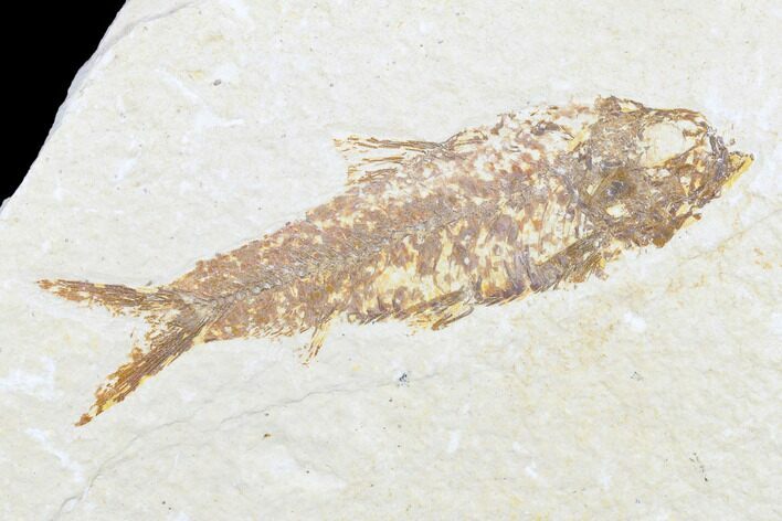 Detailed Fossil Fish (Knightia) - Wyoming #176353